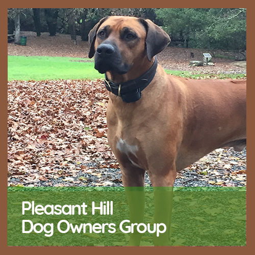 Beautiful Rhodesian Ridgeback dog at park