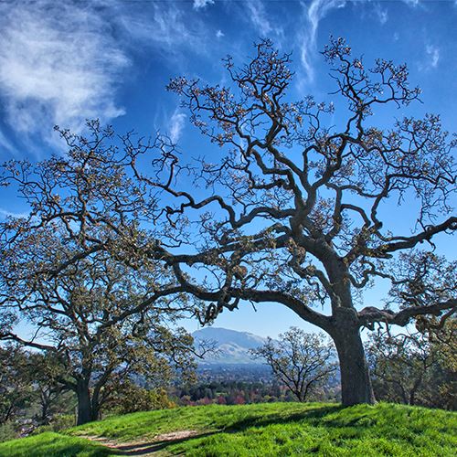 Paso Nogal Open Space